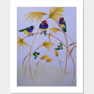 Australian Gouldian Finches - watercolour painting Posters and Art